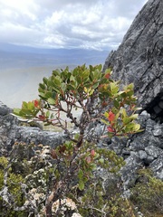 Eucalyptus vernicosa