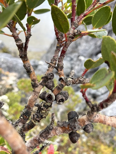 Image of Eucalyptus vernicosa by (c) Matt Berger, some rights reserved (CC BY)