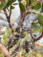 Eucalyptus vernicosa