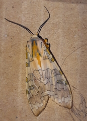 Halysidota