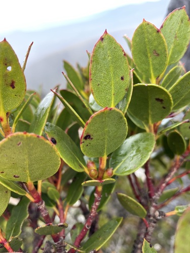 Image of Eucalyptus vernicosa by (c) Matt Berger, some rights reserved (CC BY)