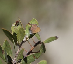 Callophrys augustinus