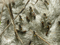 Brachygastra