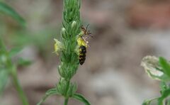 Acmaeodera luteopicta
