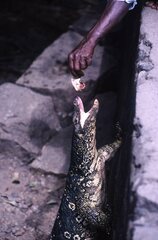 Varanus salvator salvator