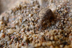 Myrmeleon formicarius