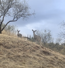 Odocoileus virginianus couesi