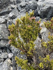 Archeria serpyllifolia