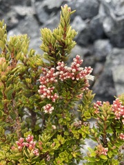 Archeria serpyllifolia