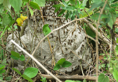 Brachygastra