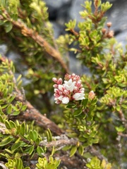 Archeria serpyllifolia