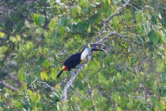 Ramphastos tucanus
