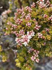 Archeria serpyllifolia