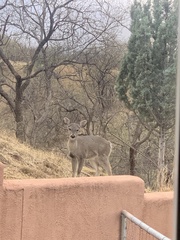 Odocoileus virginianus couesi