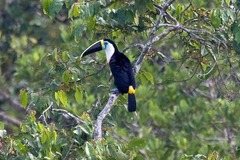Ramphastos tucanus