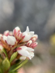 Archeria serpyllifolia