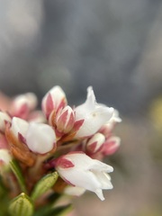 Archeria serpyllifolia