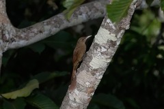 Dendrexetastes rufigula