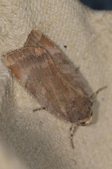 Noctua janthina