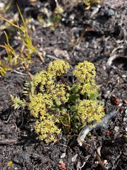 Diplaspis cordifolia