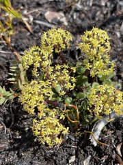 Diplaspis cordifolia