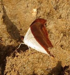 Marpesia zerynthia