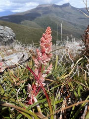 Dracophyllum milliganii, photograph Matt Berger, CC BY, iNaturalist via GBIF