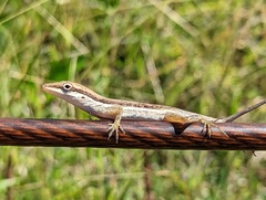 Anolis pulchellus
