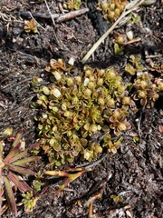 Schizacme montana