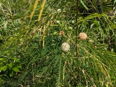 Leucaena
