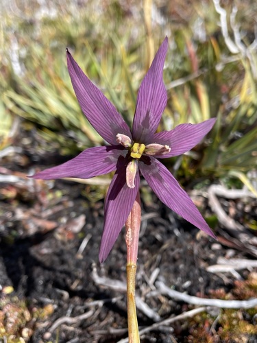 Image of Isophysis tasmanica by (c) Matt Berger, some rights reserved (CC BY)