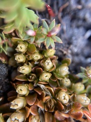 Schizacme montana