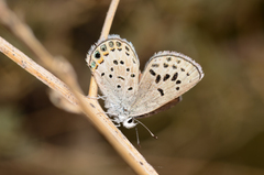 Plebulina emigdionis
