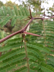 Vachellia pennatula