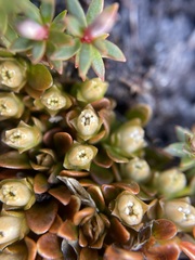 Schizacme montana