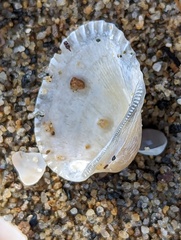 Dallocardia muricata