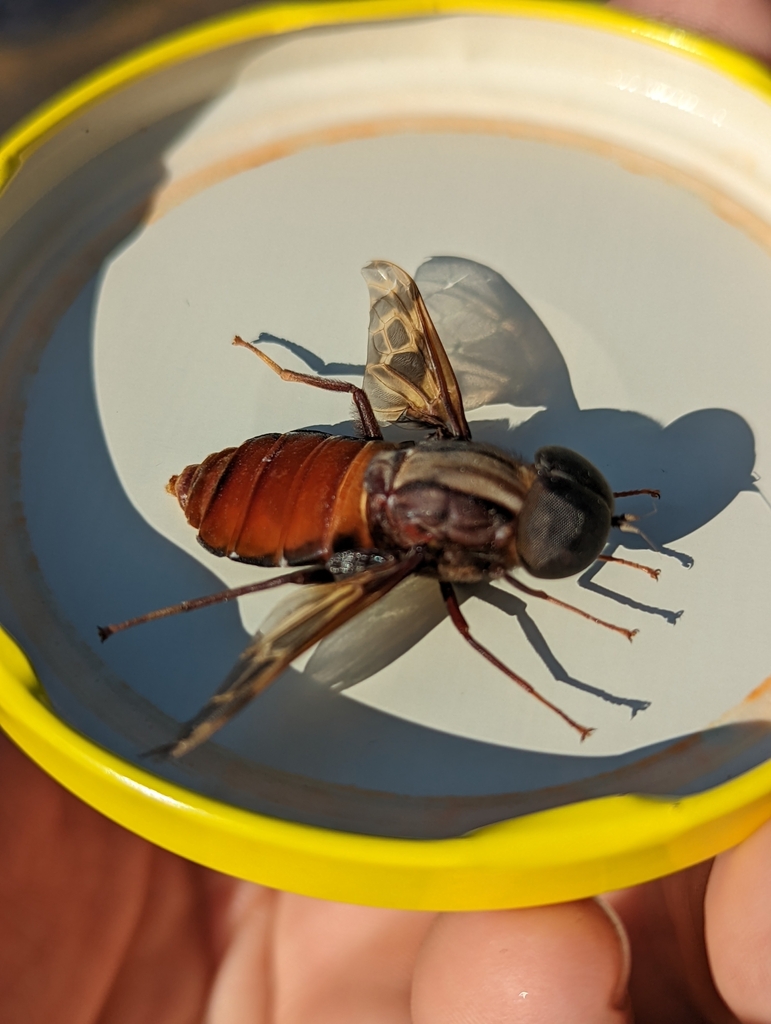 Pantophthalmus planiventris