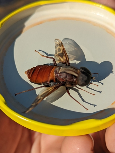 Pantophthalmus planiventris