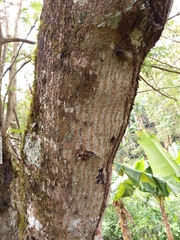 Vachellia pennatula