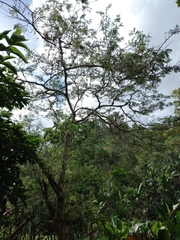 Vachellia pennatula