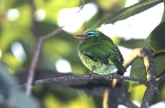 Psilopogon flavifrons