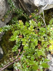 Rubus gunnianus