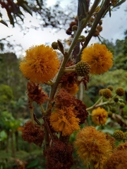 Vachellia pennatula