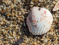 Dallocardia muricata