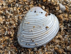 Hysteroconcha dione
