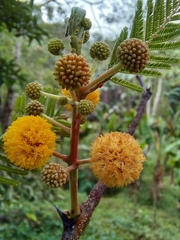 Vachellia pennatula