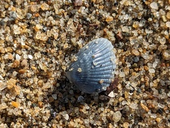 Arcoidea