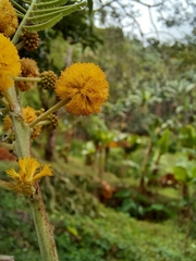 Vachellia pennatula