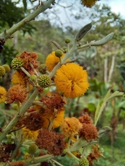 Vachellia pennatula