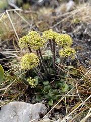 Diplaspis cordifolia